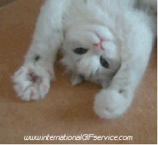 Serie 01 Chats Animaux Humour - Fun 