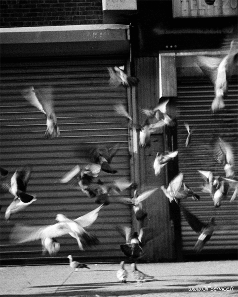 Stéreoscopique Wiggle Efectos 3d Humor - Fun 