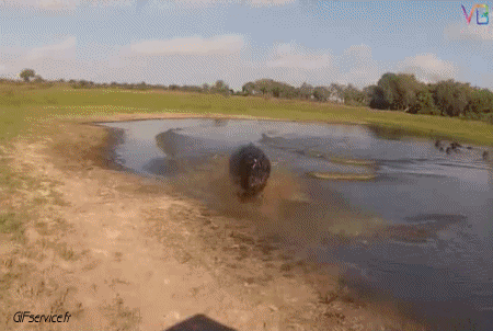 01 Ippopotami Animali Umorismo -  Fun 