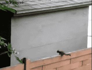 01 Eichhörnchen Tiere Humor -  Fun 