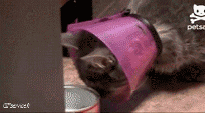 Serie 04 Chats Animaux Humour - Fun 