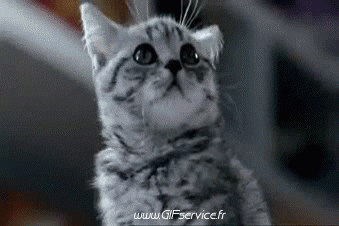 02 Gatos Animales Humor - Fun 