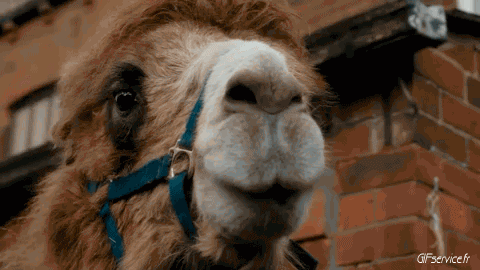 01 Cammelli Animali Umorismo -  Fun 