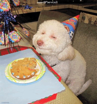 01 Perros Animales Humor - Fun 