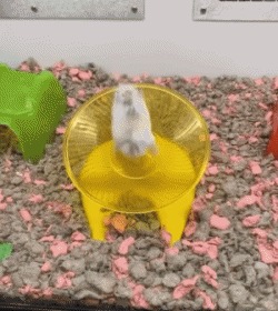 01 Hamster Animals Humor -  Fun 