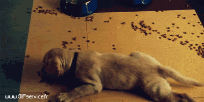 03 Dogs Animals Humor -  Fun 