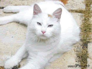 02 Gatti Animali Umorismo -  Fun 