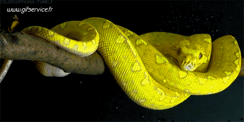 Serie 01 Serpents Animaux Humour - Fun 