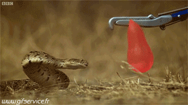 01 Serpenti Animali Umorismo -  Fun 