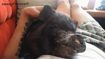 Serie 01 Cochons Sangliers Animaux Humour - Fun 