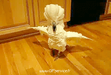 Peruche Papagei Geflügel Tiere Humor -  Fun 