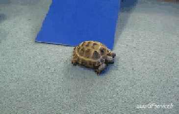 Serie 01 Tortues Animaux Humour - Fun 
