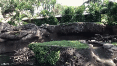 01 Otters Tiere Humor -  Fun 