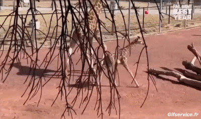 01 Giraffen Tiere Humor -  Fun 