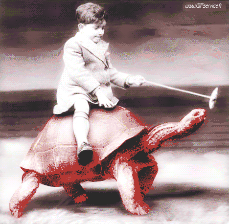 01 Turtles Animals Humor -  Fun 