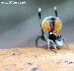 01 Insects Animals Humor -  Fun 