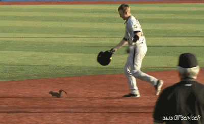 01 Squirrels Animals Humor -  Fun 