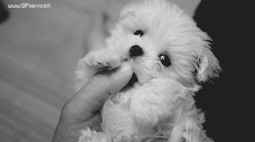 03 Cani Animali Umorismo -  Fun 