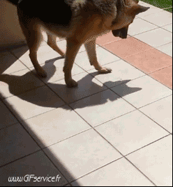 02 Dogs Animals Humor -  Fun 