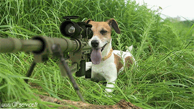 Serie 01 Ecureuils Animaux Humour - Fun 