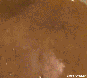 Serie 01 Alimento GENTE Humor - Fun 