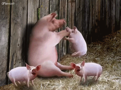 01 Schweine - Wildschweine Tiere Humor -  Fun 
