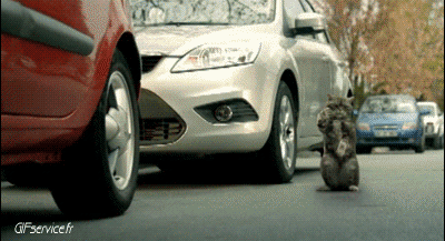 04 Gatti Animali Umorismo -  Fun 