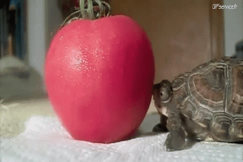 01 Tartarughe Animali Umorismo -  Fun 