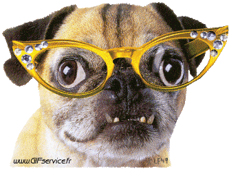 02 Perros Animales Humor - Fun 