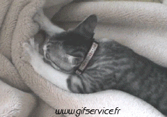 03 Katze Tiere Humor -  Fun 