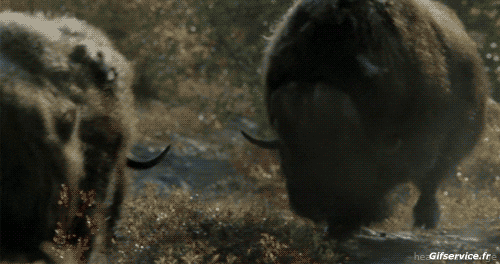 01 Bisontes Animales Humor - Fun 