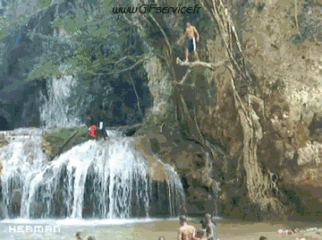 01 Requins Animaux Humour - Fun 