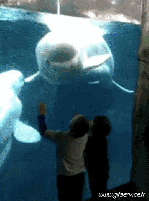 01 Dolphins Animals Humor -  Fun 