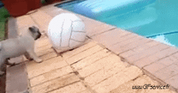 Serie 02 Chiens Animaux Humour - Fun 