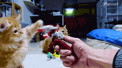 05 Cats Animals Humor -  Fun 