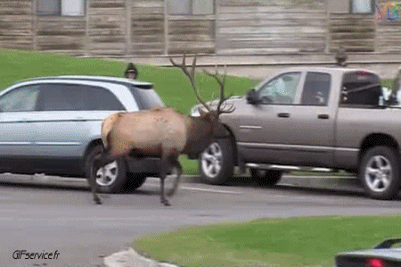 01 Deer - Fawn Animals Humor -  Fun 