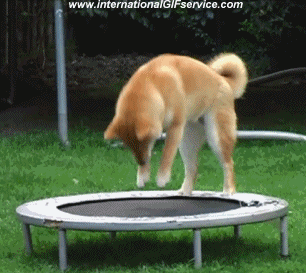 01 Cani Animali Umorismo -  Fun 