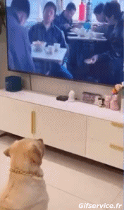 04 Perros Animales Humor - Fun 