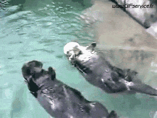 01 Otters Animals Humor -  Fun 