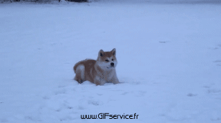 03 Perros Animales Humor - Fun 