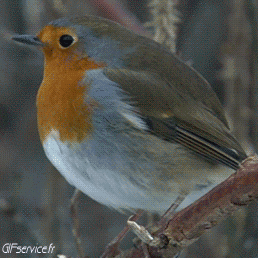 Passeri Uccelli Animali Umorismo -  Fun 
