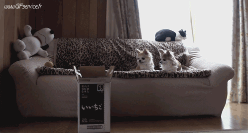 Serie 02 Chats Animaux Humour - Fun 