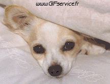 02 Dogs Animals Humor -  Fun 