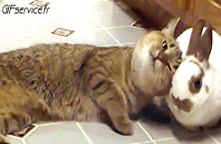 04 Gatos Animales Humor - Fun 