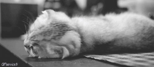 05 Gatos Animales Humor - Fun 