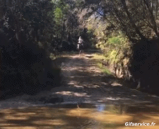 Serie 01 Chevaux Animaux Humour - Fun 