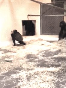 Serie 02 Monkeys Animals Humor -  Fun 