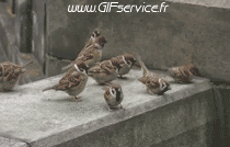 Moineaux Oiseaux Animaux Humour - Fun 