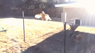 Hähne - Hühner Geflügel Tiere Humor -  Fun 