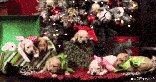 03 Hunde Tiere Humor -  Fun 